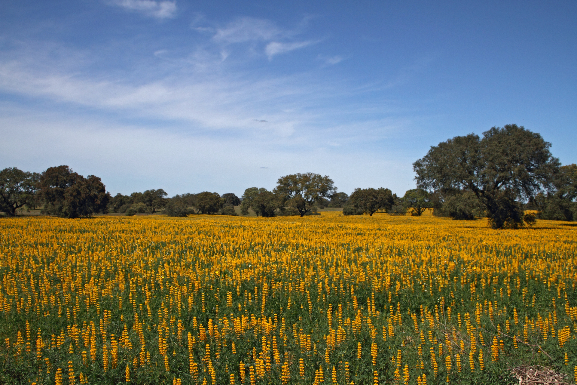 Blühene Lupinen in einem Korkeichenhain (Montada)