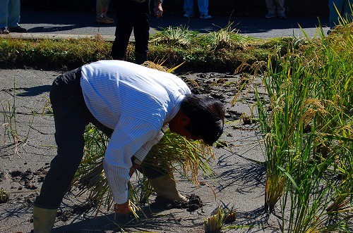 菊池取締役は、ご自身も稲作をされる方。華麗な鎌さばきで、ザザッと2株を同時刈り!