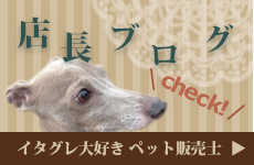 ウィペット - 子犬販売・ci penso io(シペンソイオ)