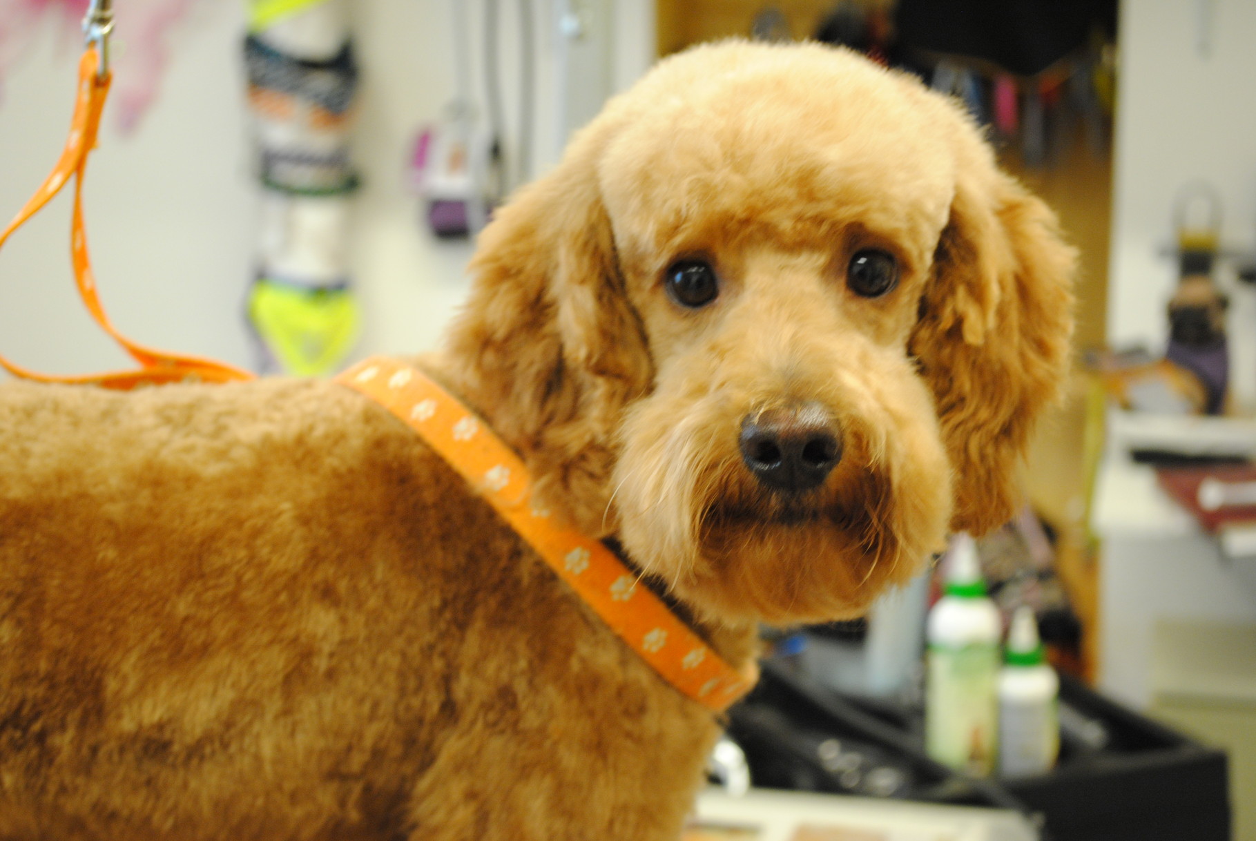 Labradoodle