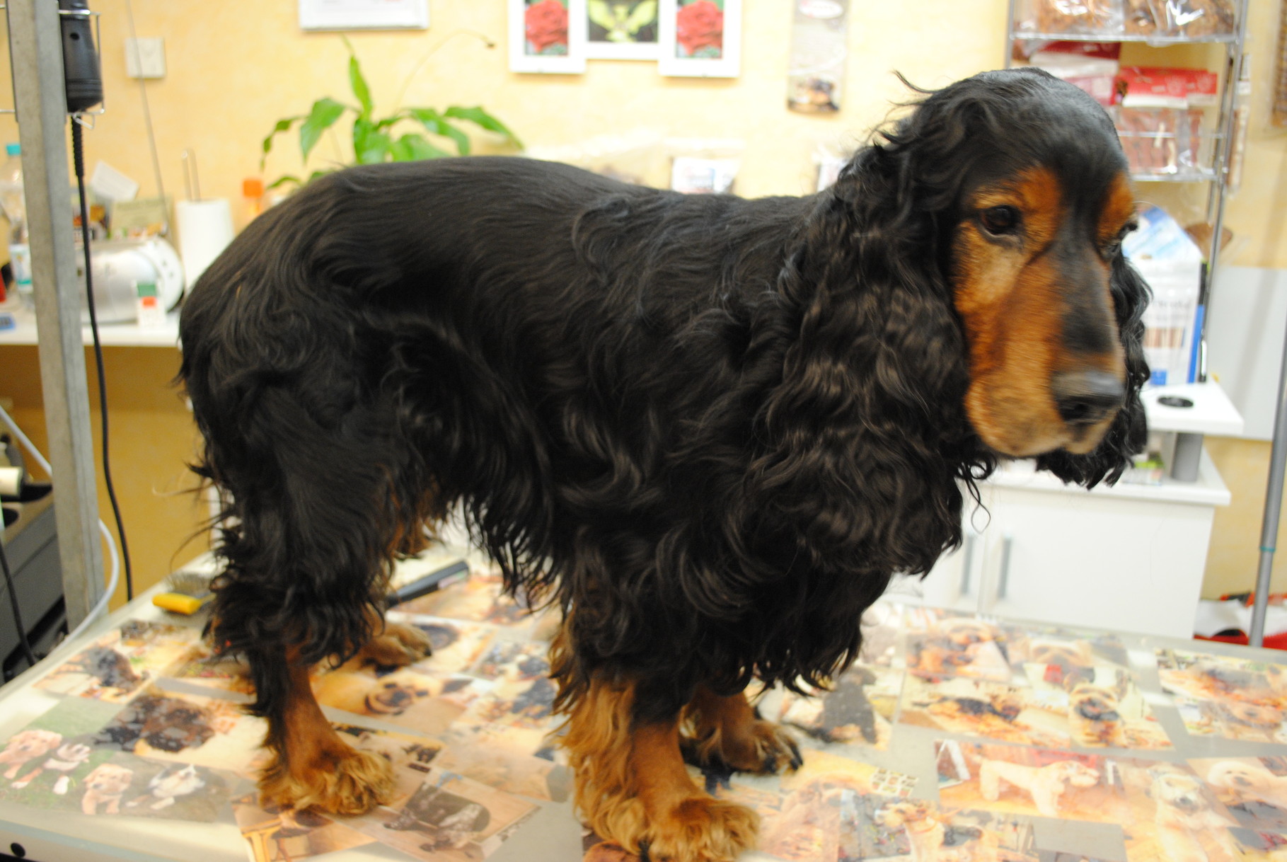 cocker Spaniel