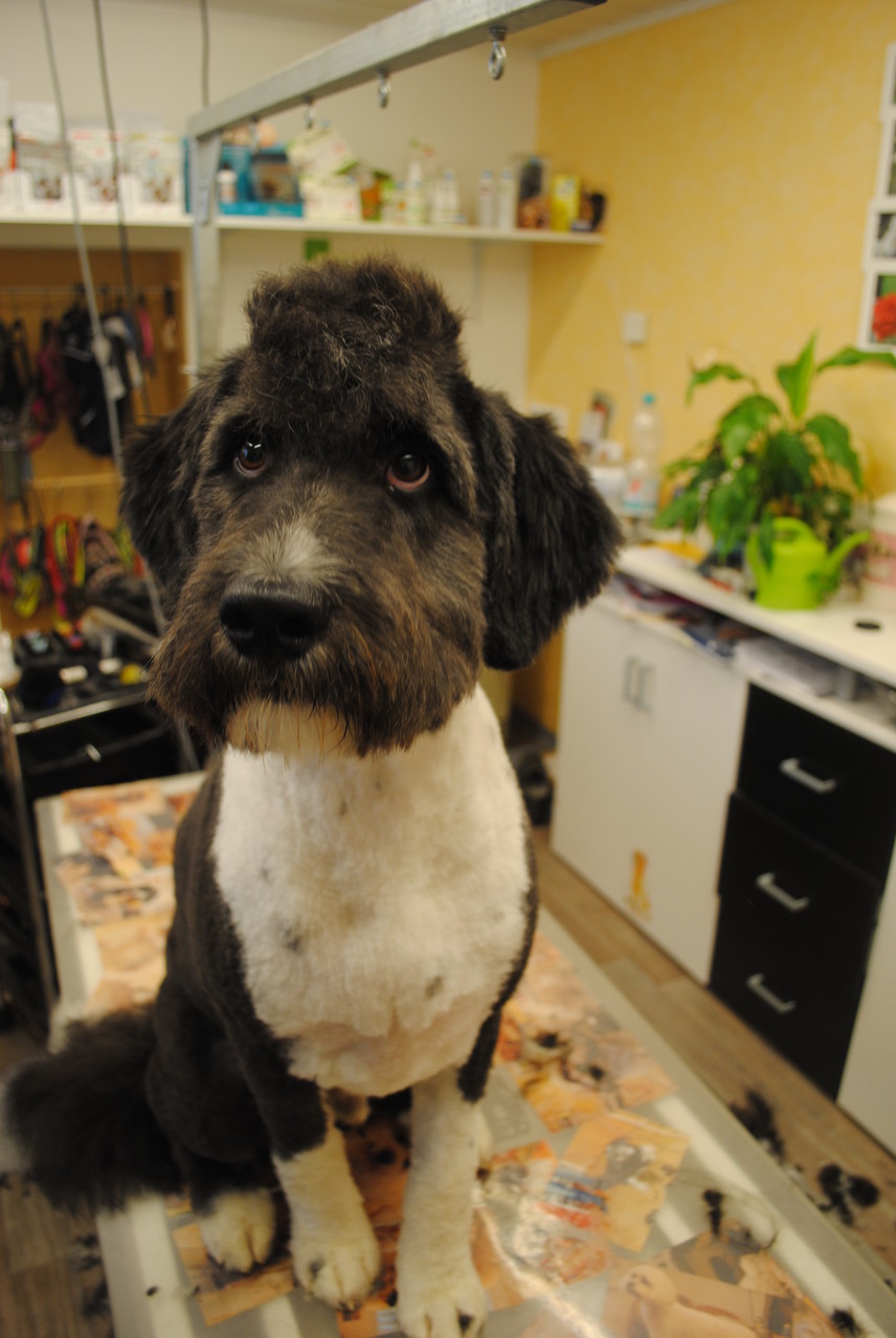 Aussie-Doodle