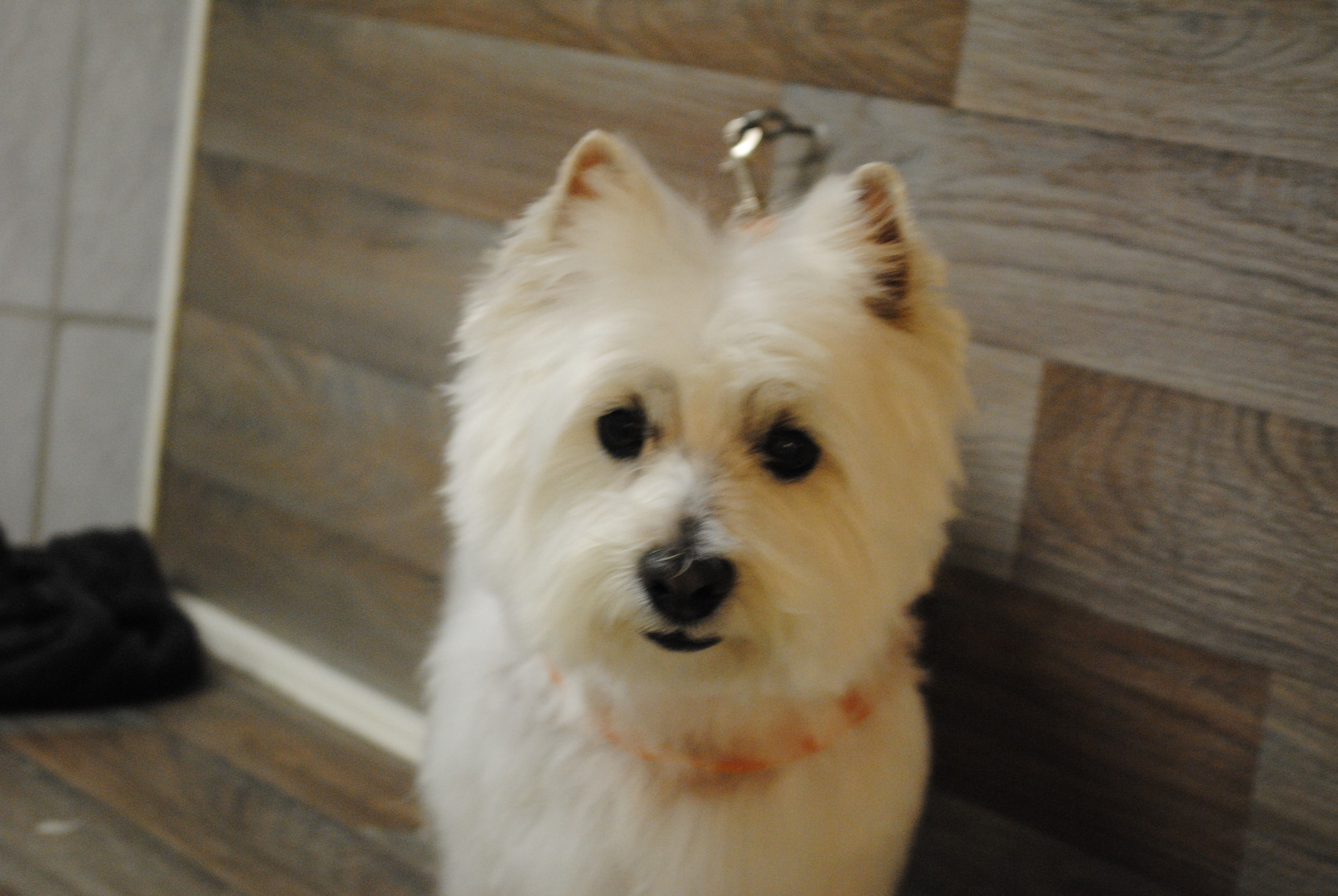 Westie