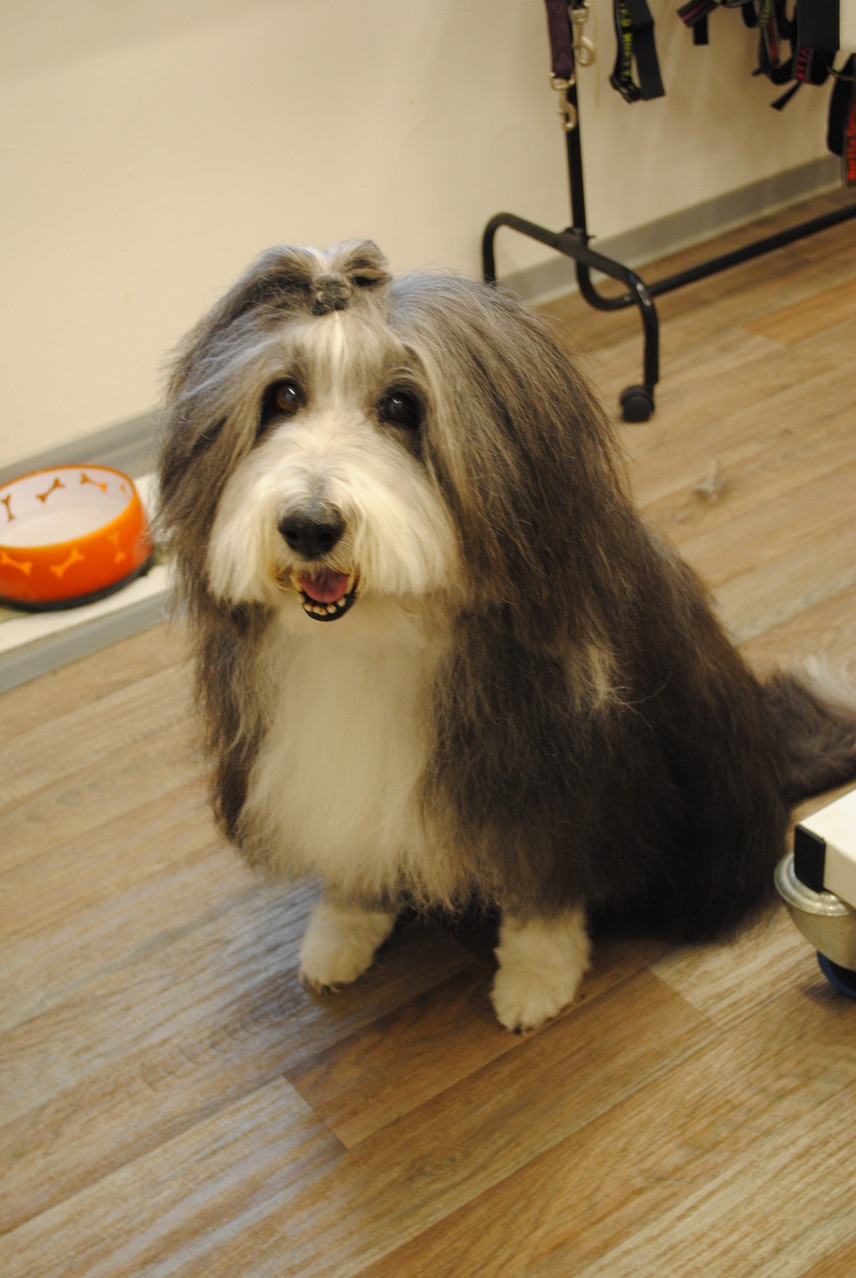 Bearded Collie