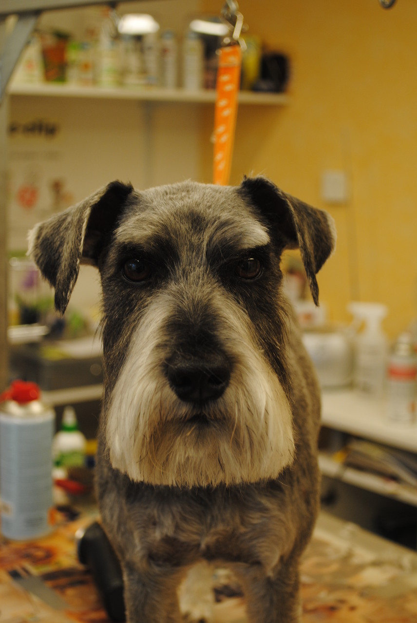 Zwergschnauzer