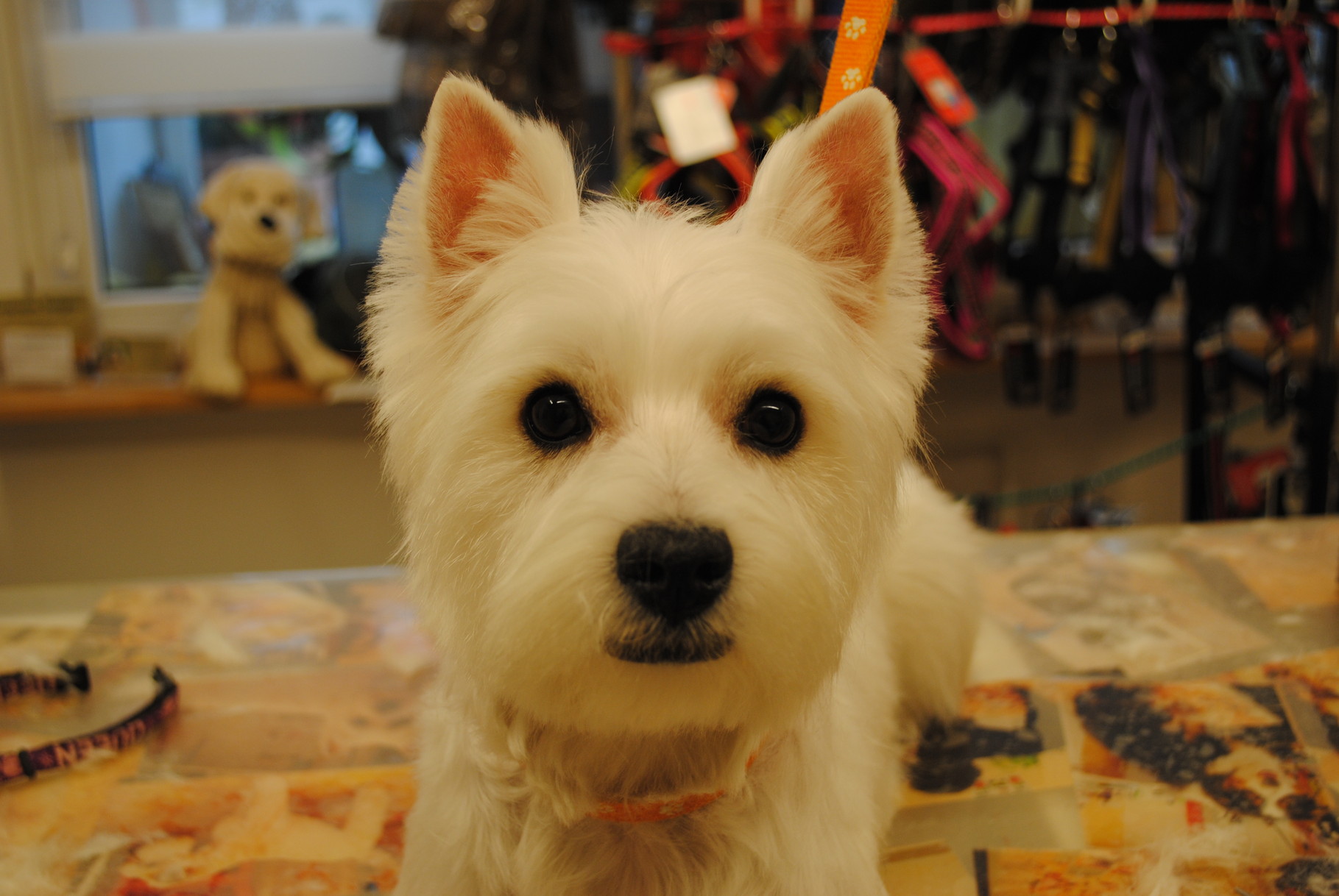 Westie