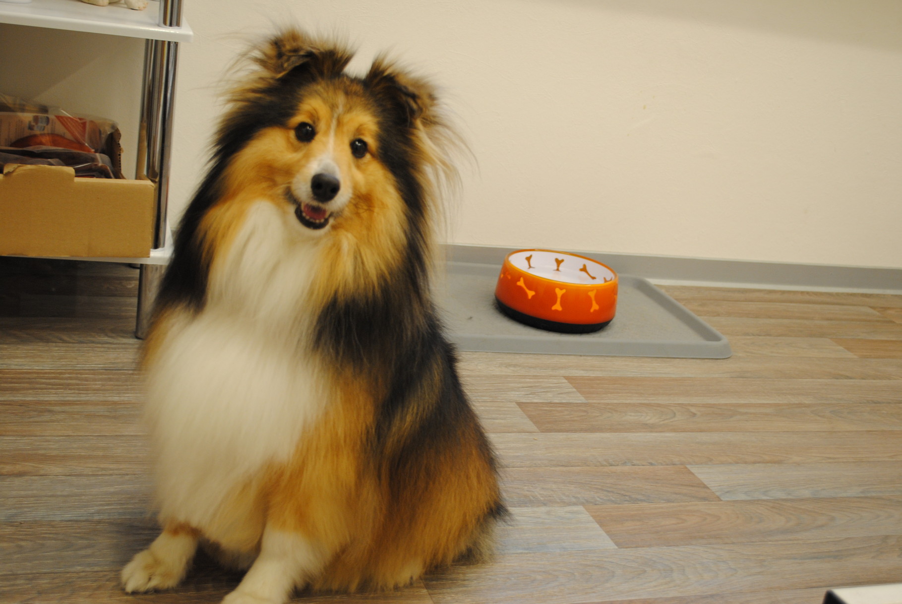 Sheltie