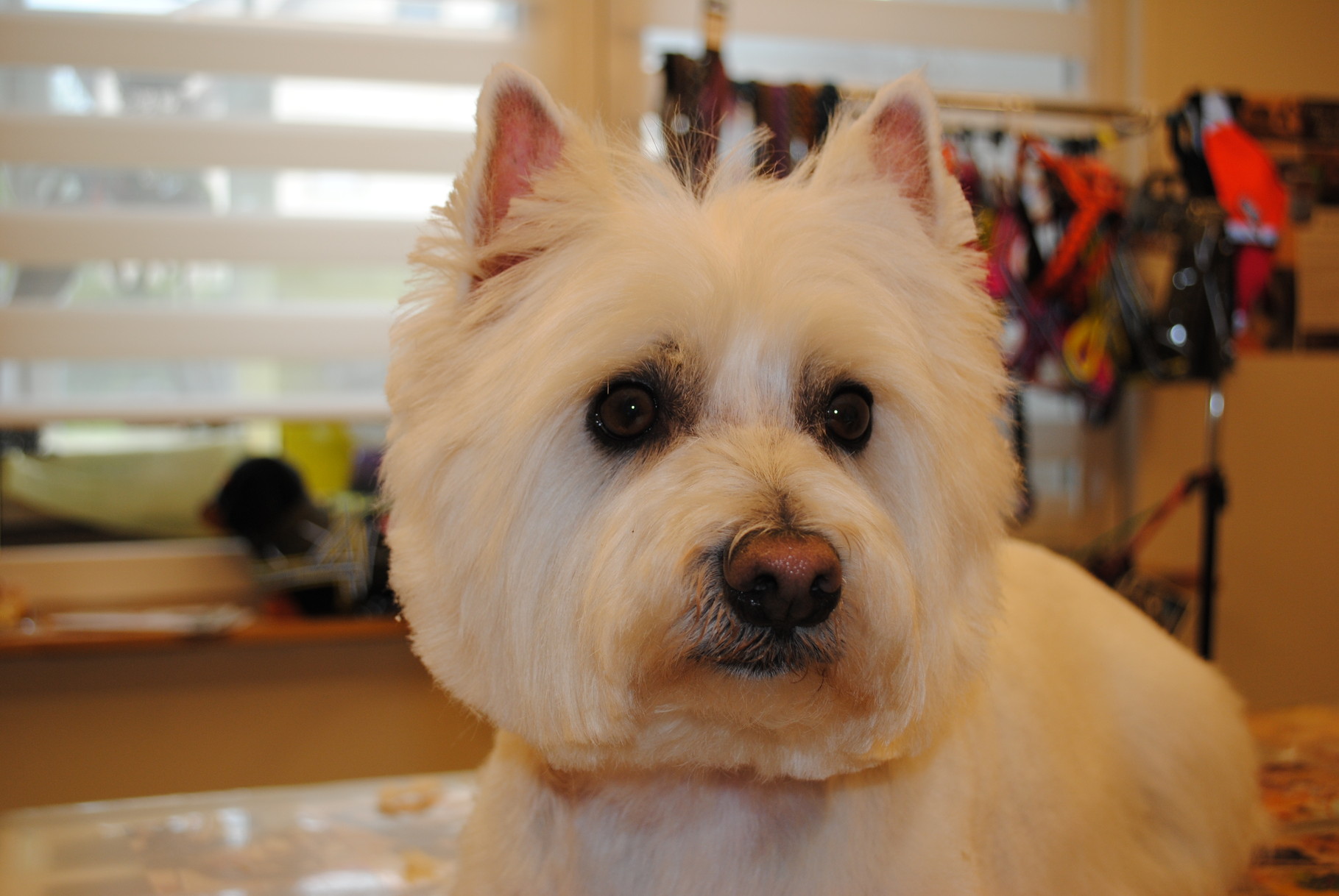 Westie
