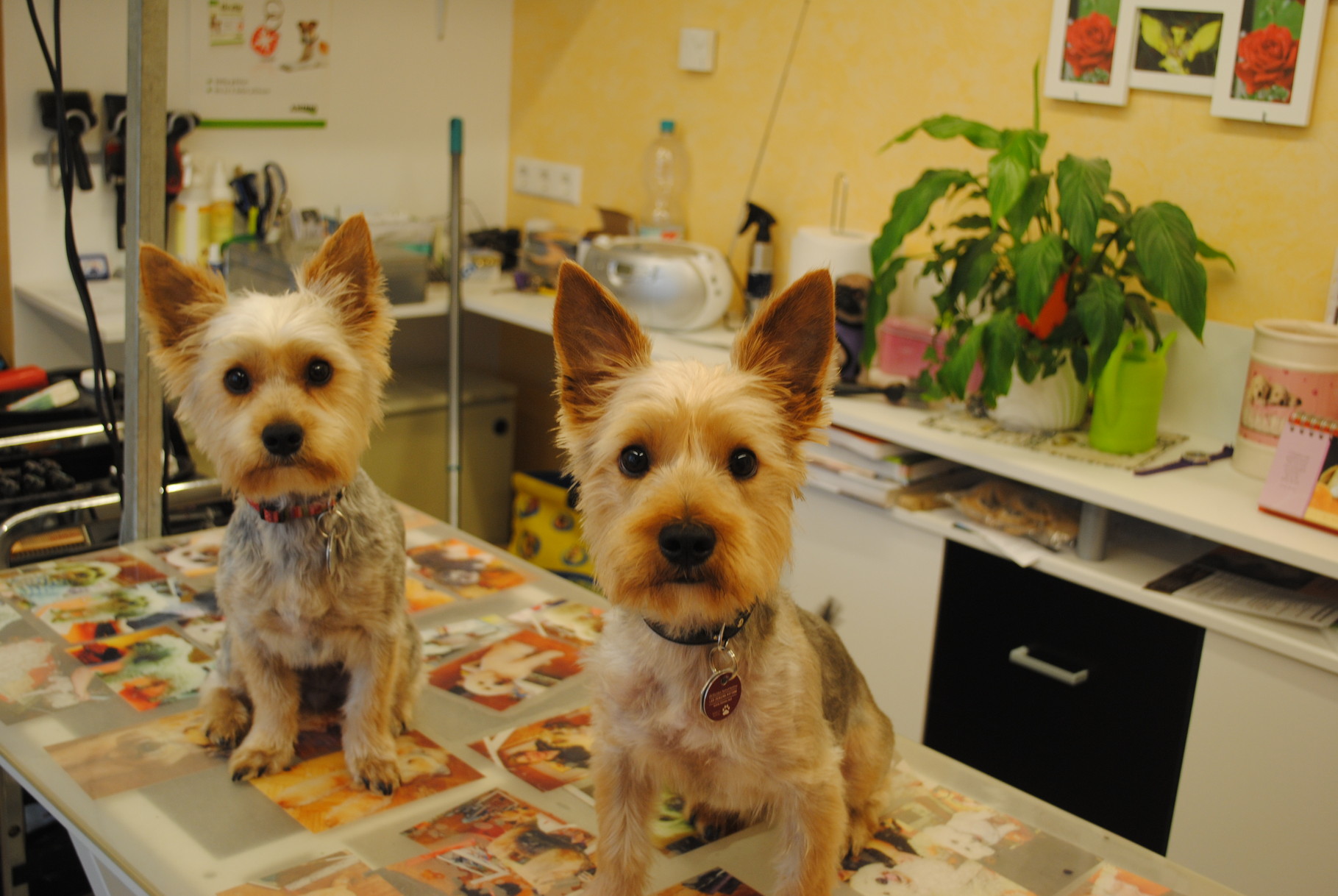 Yorkies