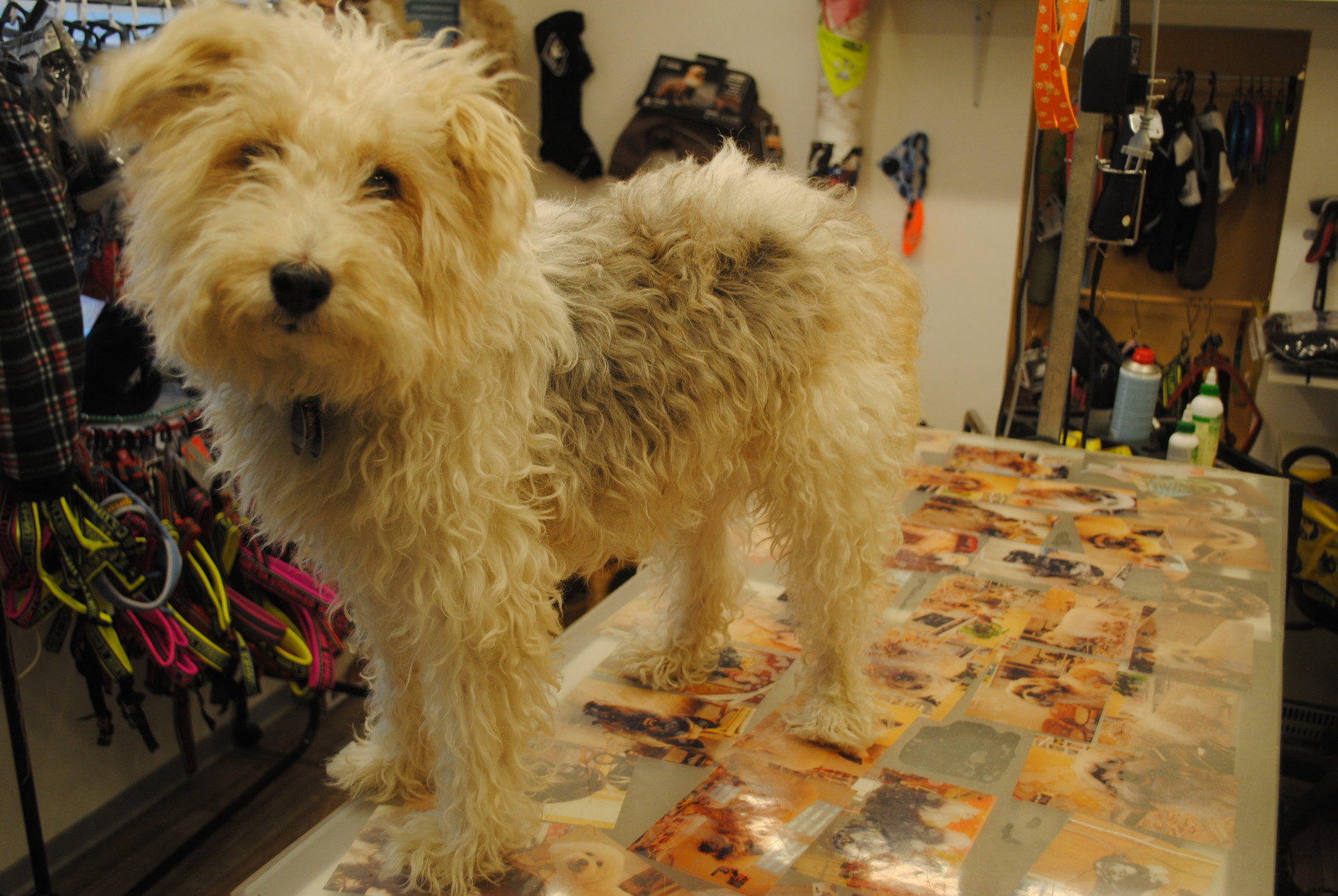 Fox Terrier vorher