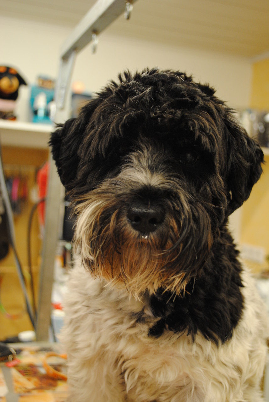 Schnauzer