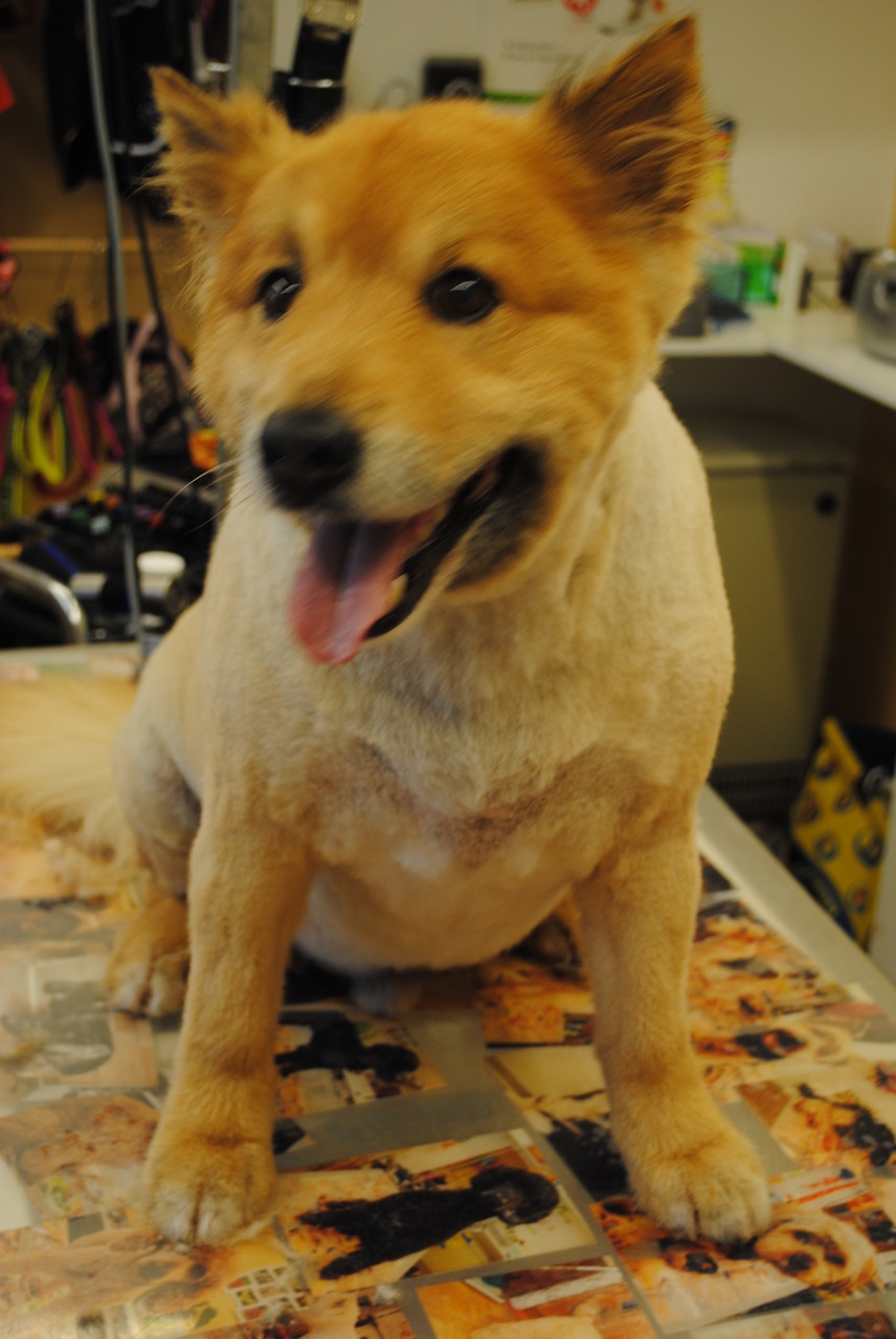 Island Hund geschoren