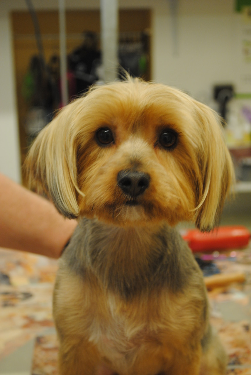 Yorkie