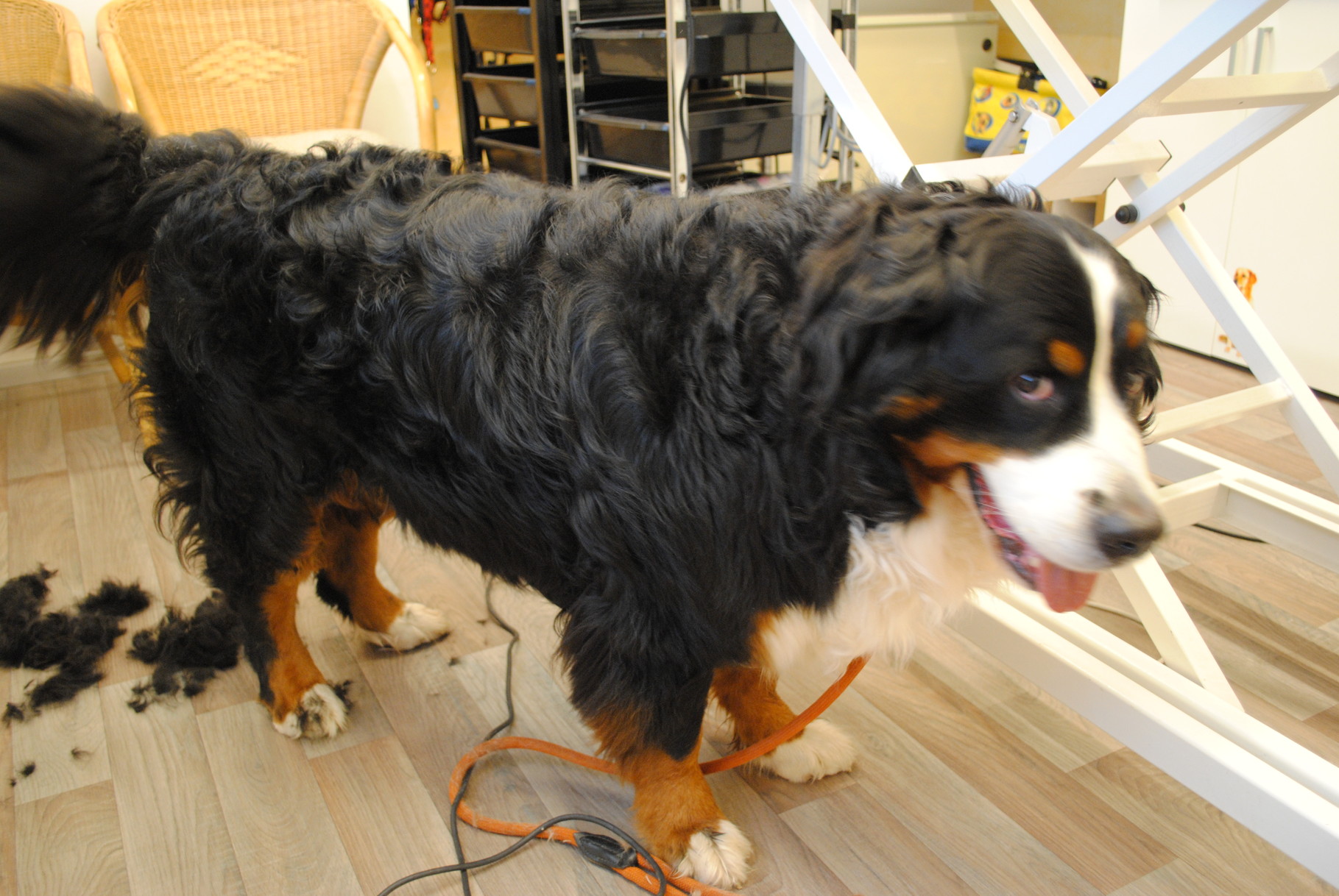 Berner Sennenhund vorher