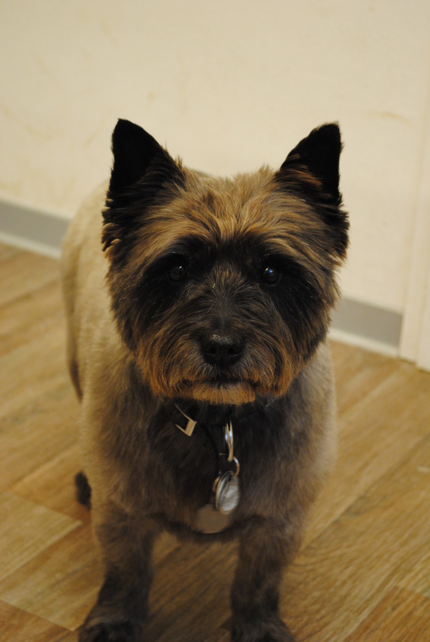 Cairn Terrier