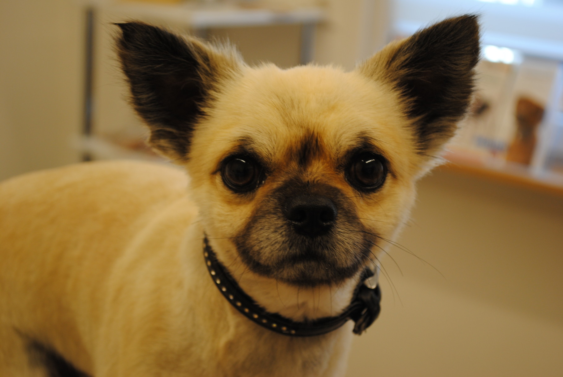 Chihuahua