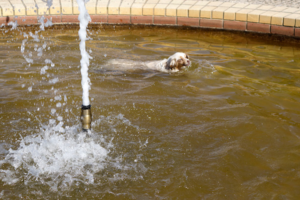 Abkühlen im Springbrunnen