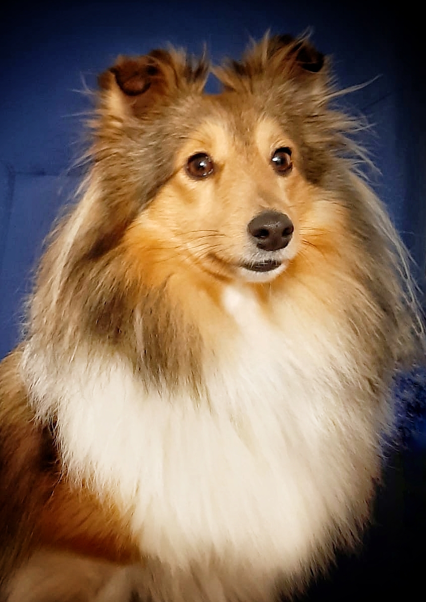 Chili, 2,5 Jahre, hat sich zu einer hübschen Hündin entwickelt und kann ihren Papa nicht verleugnen 