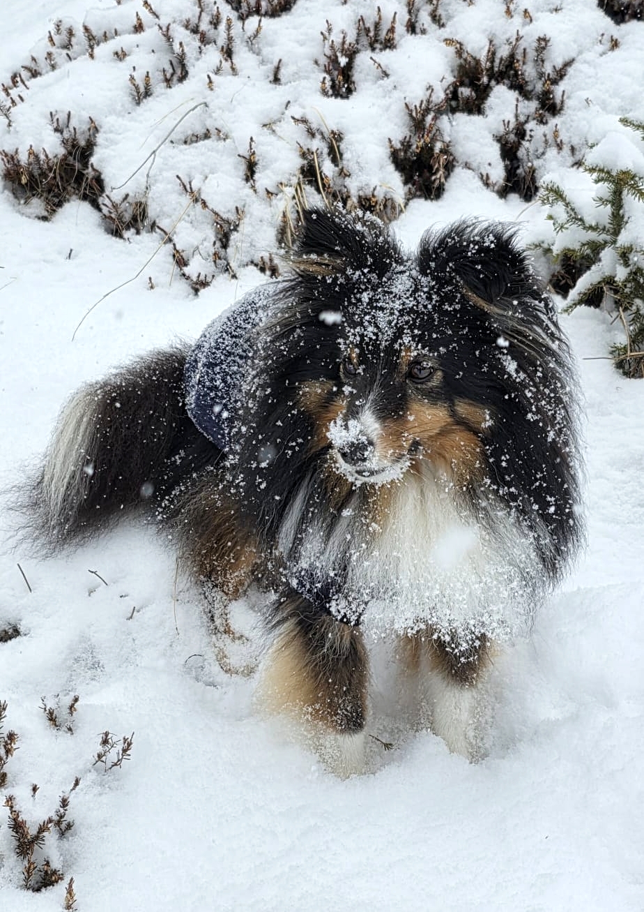 Yumi im Januar 2026 - Schnee ist ihr Element 