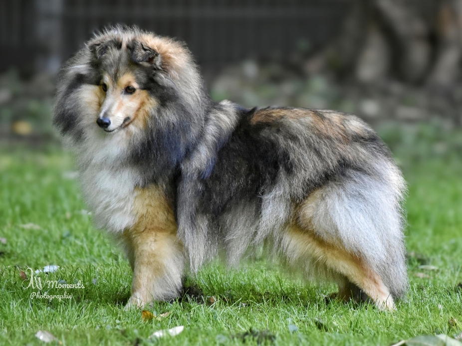 Zera "Ruby" vom Berghof Engelsbrand 