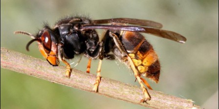 Retour d'expérience des pièges à frelons