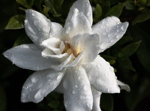 My favourite, the Gardenia