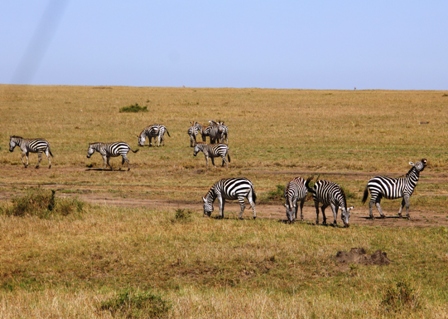 Zebras