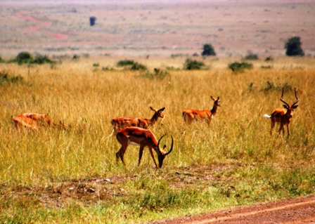 Impalas