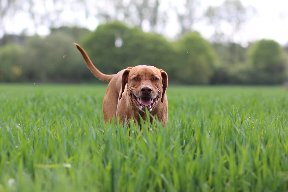 Wie kann ich Ihrem Hund helfen? schuncks Webseite!