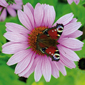 Echinacea purpurea - Purpurroter Sonnenhut