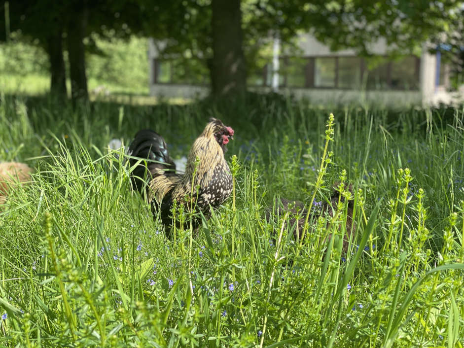 Unser Hahn Caesar im Blütenmeer