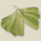 Ginkgo biloba - Tempelbaum