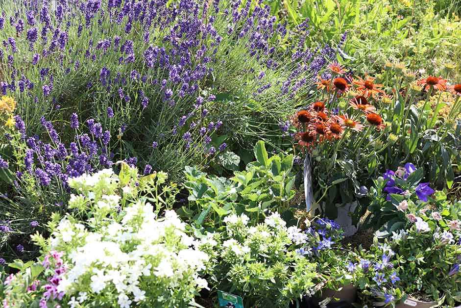 Ein Paradies, besonders für Bienen