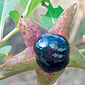 Atropa belladonna - Tollkirsche