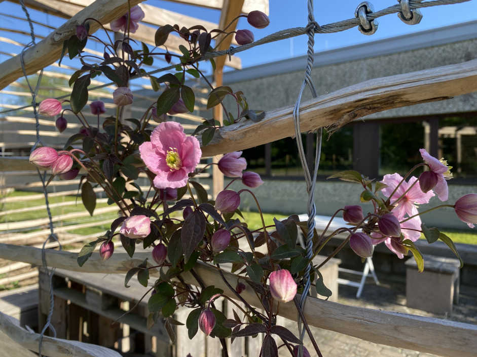 Unsere berankte Pergola als Schattenpausenplatz