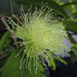 Syzygium cumini - Jambulbaum