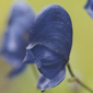 Aconitum napellus - Blauer Eisenhut