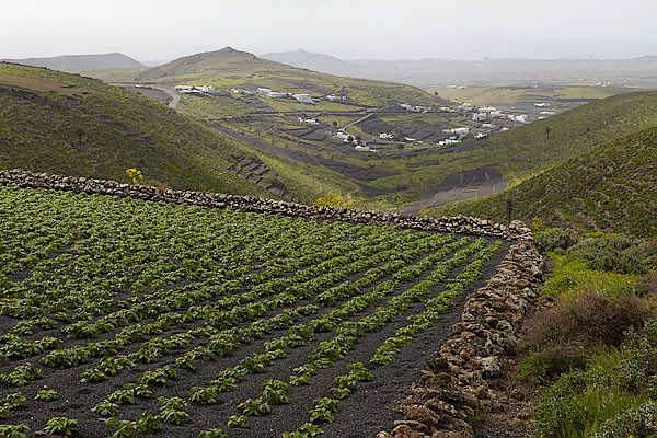 Kartoffelanbau, Los Nieves