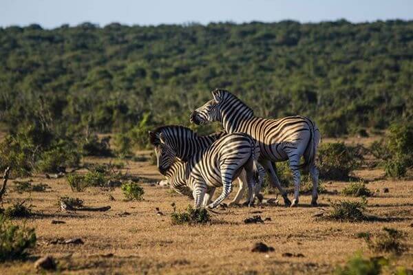 backpacking-suedafrika-garden-route-safari-addo-elephant-park-zebras