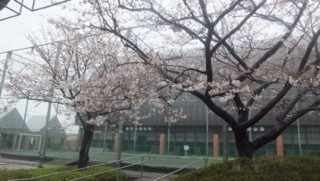 桜が綺麗でしたね(*'ω'*)