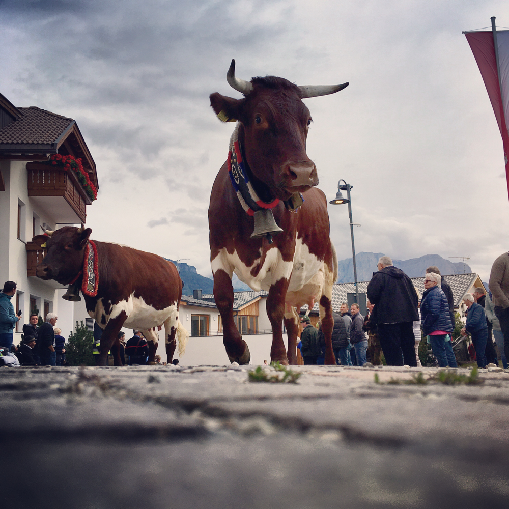 Almabtrieb in Lajen