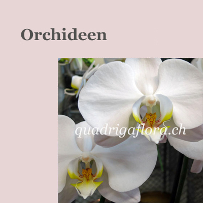 Orchideen Blumengeschäft Quadriga Flora in Meggen Luzern.