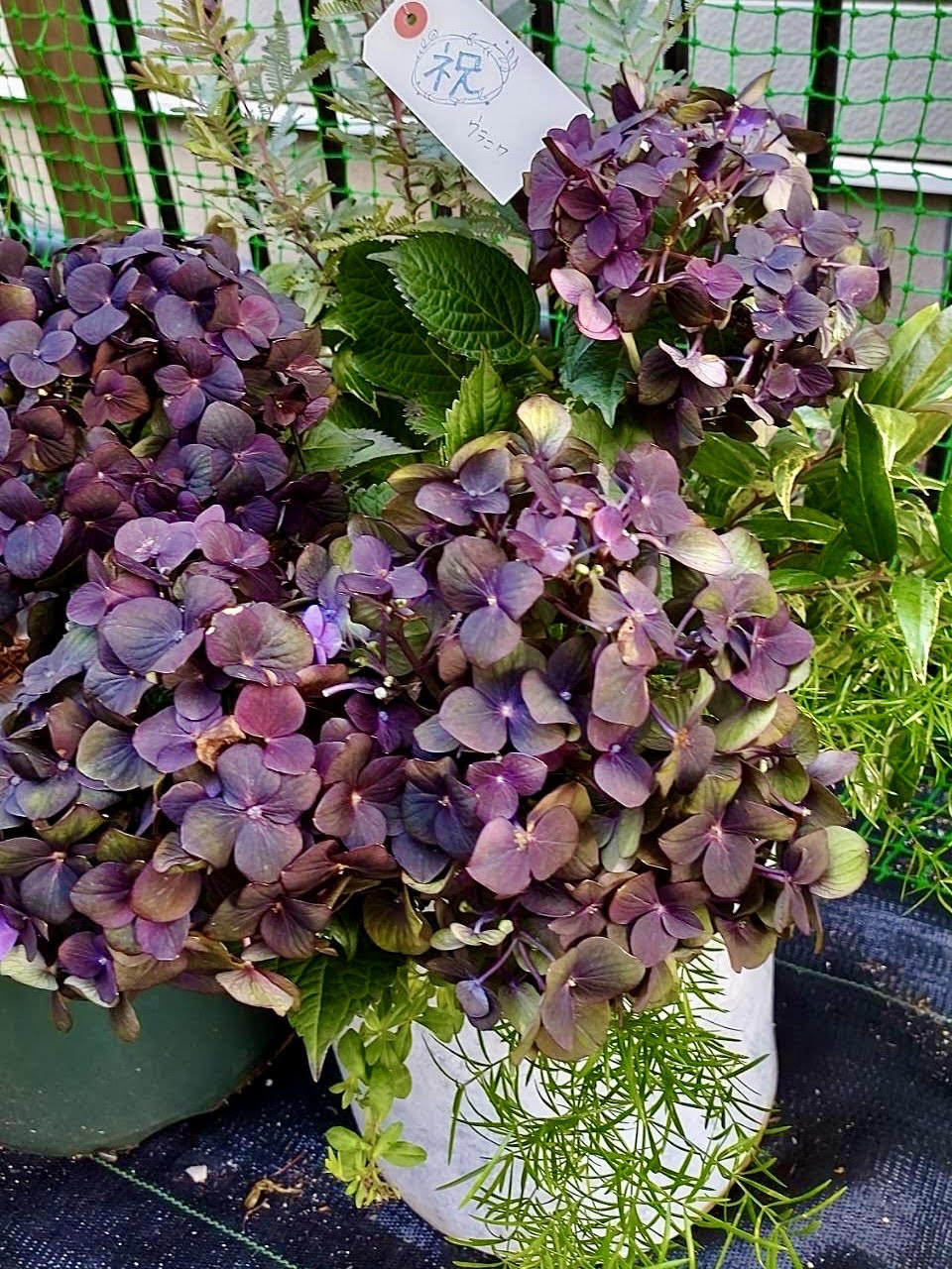 お花①