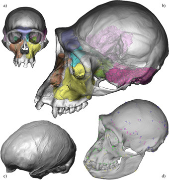 Caractères internes du spécimen type du bonobo