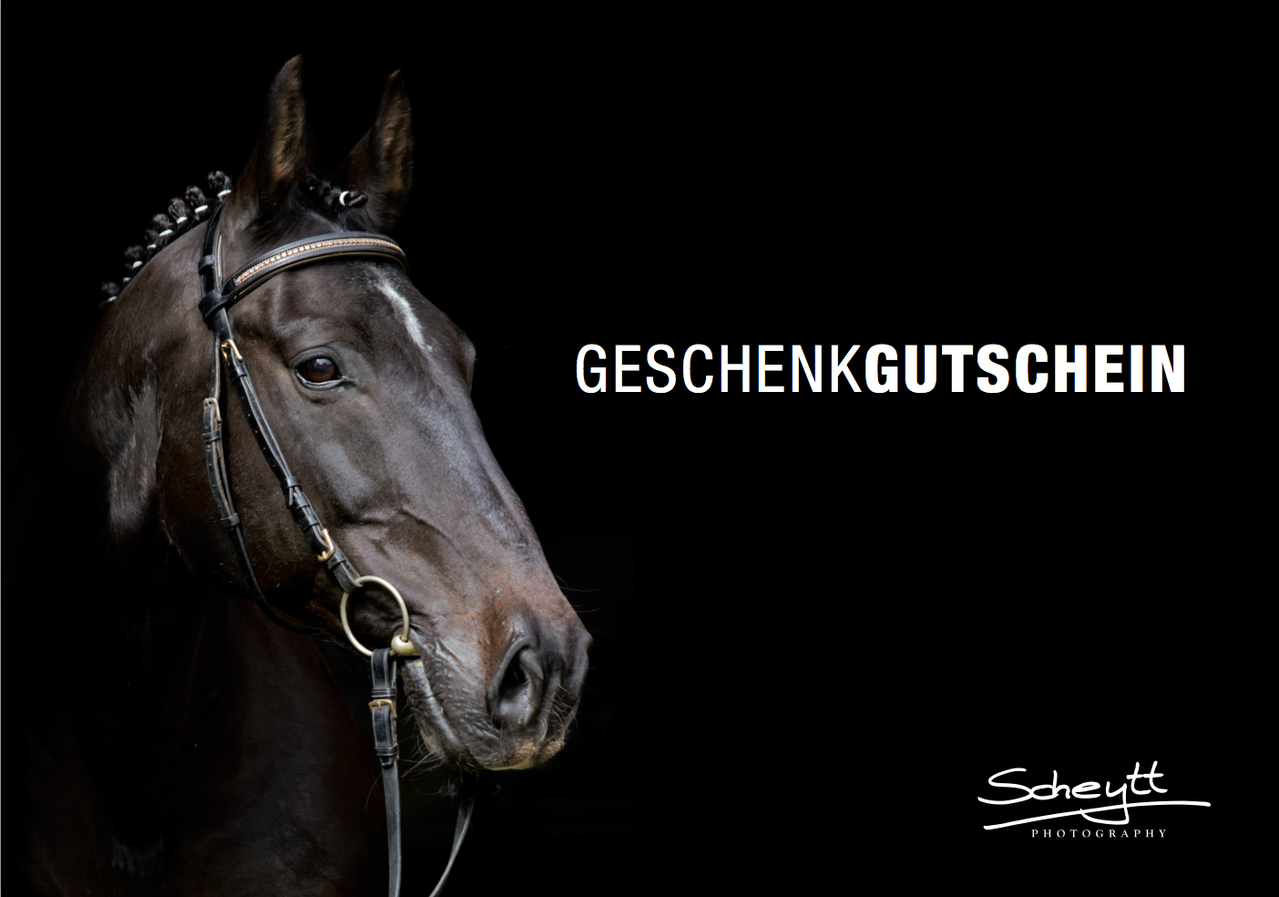 Fotoshooting Mit Pferd Verschenken Sie Bleibende Erinnerungen Pferdeshooting Fotoshooting Mit Pferd