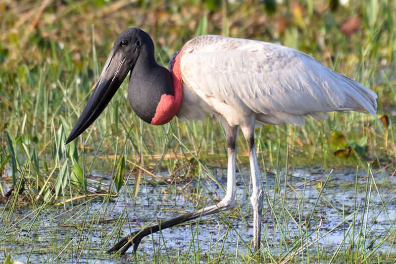 Jabiru-ズグロハゲコウ