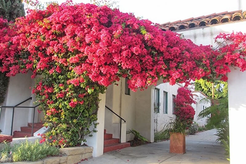Bougainvillea