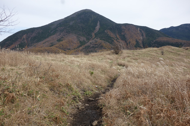 八子ヶ峰の稜線に乗ると、常にその雄大な姿が目の前に広がる蓼科山　すでに秋色