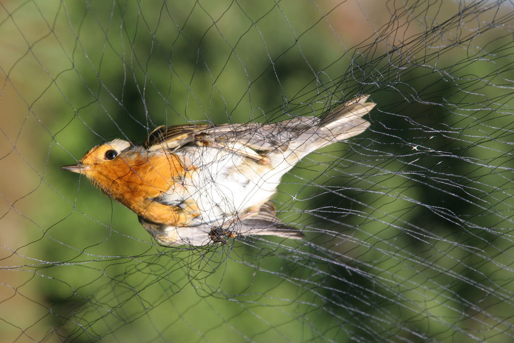 Rotkehlchen im Japannetz © H.-J. Fünfstück, LBV Bildarchiv