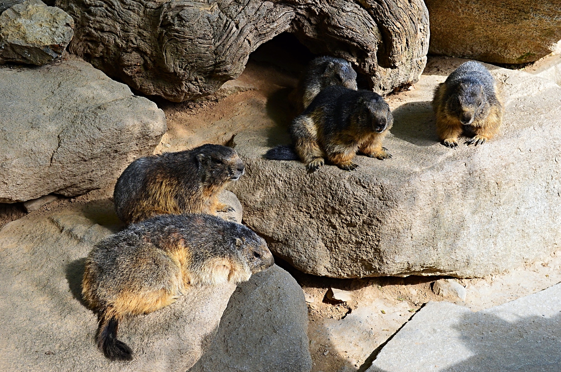Troupe de marmottes au même Parc...elles et l'Ours fréquentent la Barousse.
